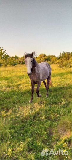 Лошадь и жеребец