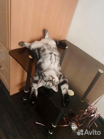 Британская кошка в добрые руки