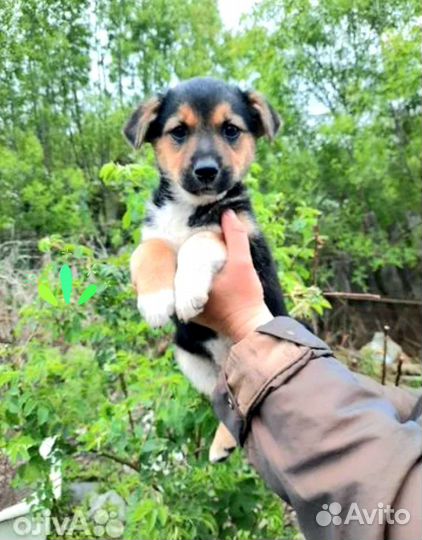 Замечательный щенок Джесси