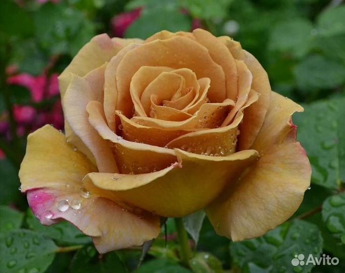 Роза Хани Дижон саженцы