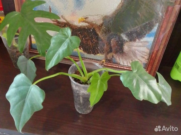 Комнатные цветы