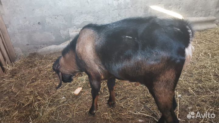 Нубийские козы