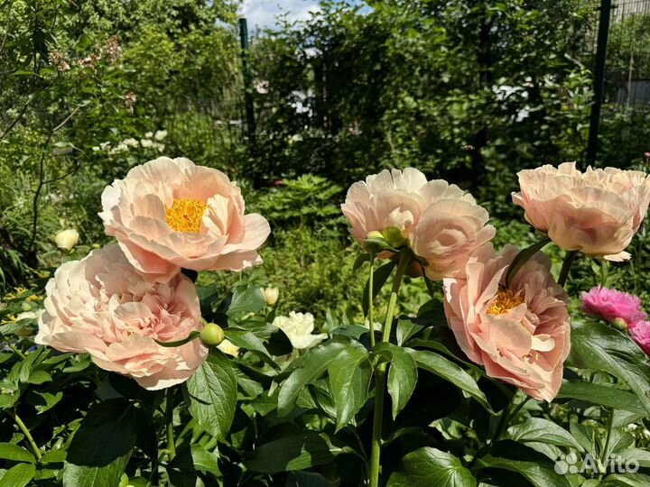 Цветы пионы на срез