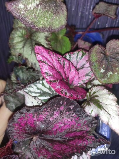 Бегонии набор 4