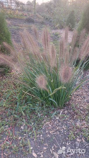 Пенисетум,злаки