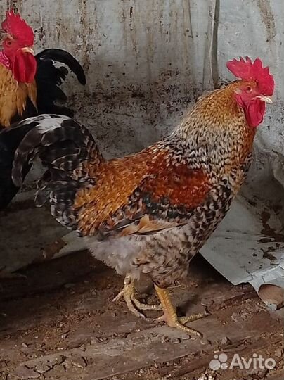 Петухи