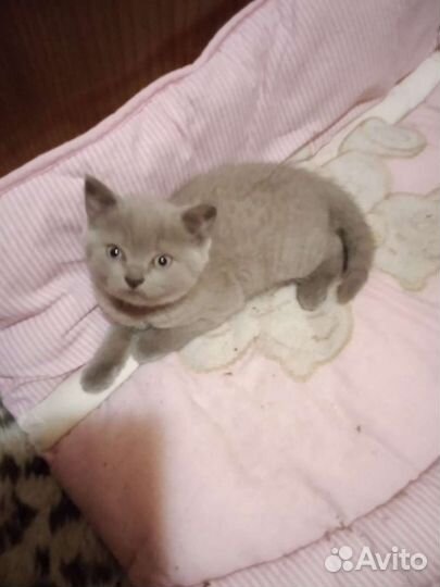 Британские котята 2. мес.окрас голубой