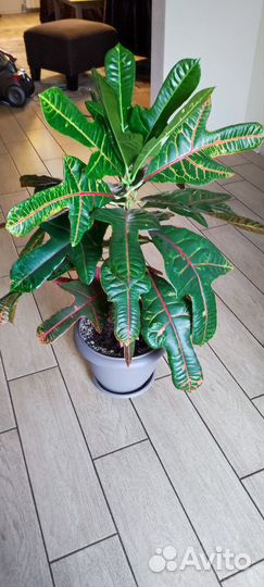 Кодиеум кротон