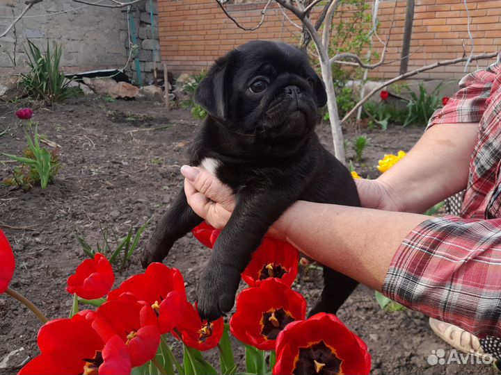 Щенки мопса