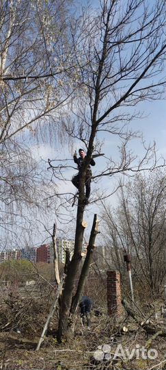 Спил деревьев
