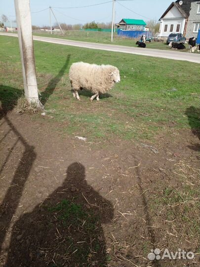 Баран куйбышевкий и две тёлки