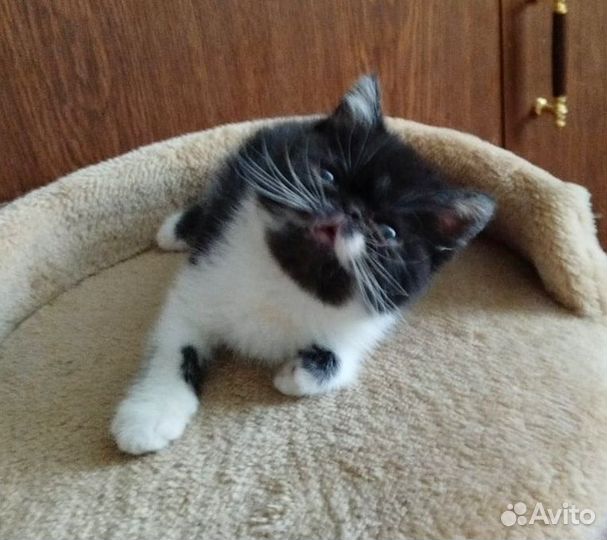 Экзотические котята