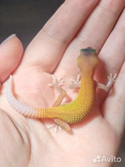 Эублефар малыши, самцы