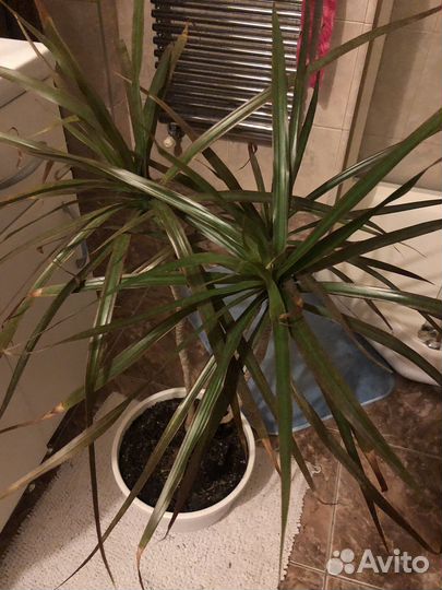 Драцена в горшке