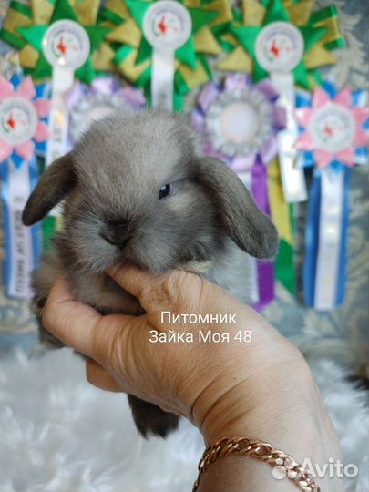 Кролик минилоп