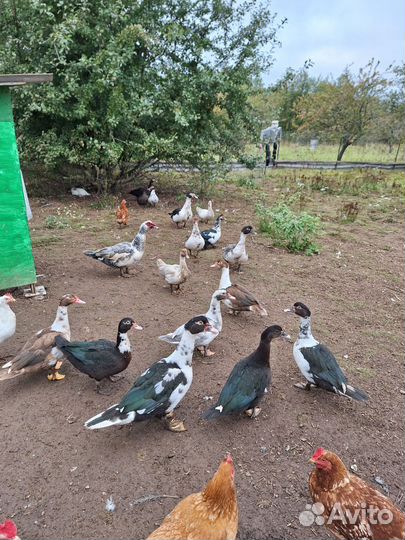 Мускусные утки