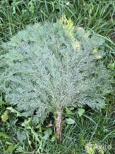 Пихта свежее-замороженная