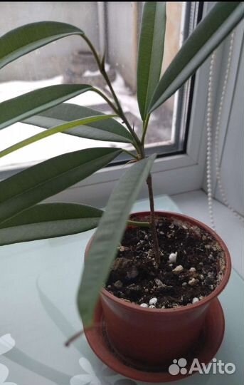 Фикус Бенджамин и Али