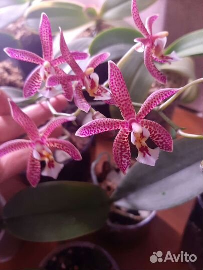 Орхидея фаленопсис