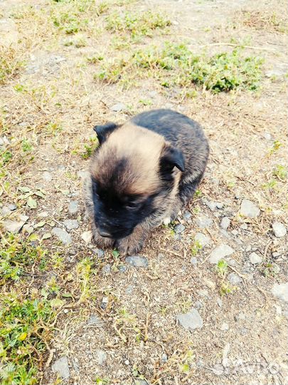 Щенки без породы