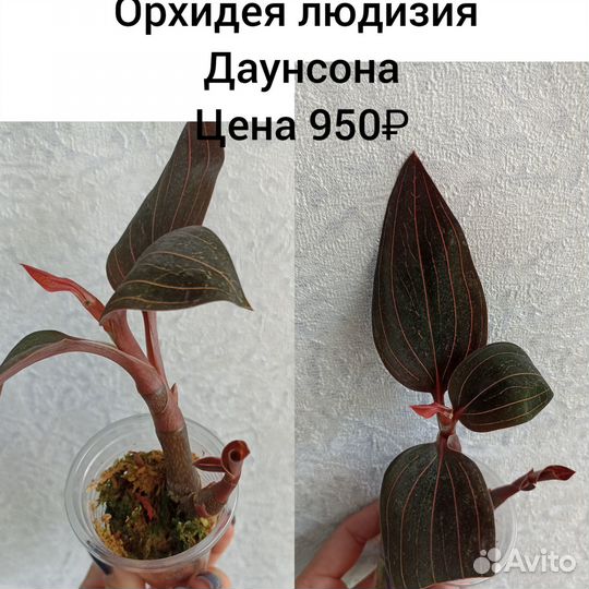 Орхидеи драгоценные- людизия