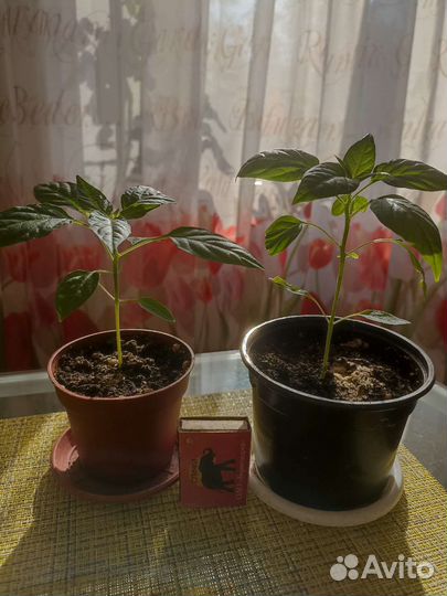 Перец комнатный острый