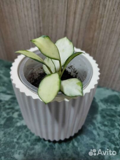 Хойя хеушкелиана вариегата и др