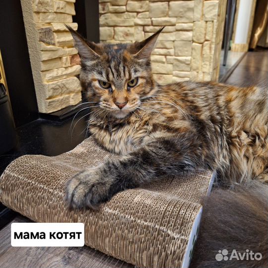 Котята мейн-кун