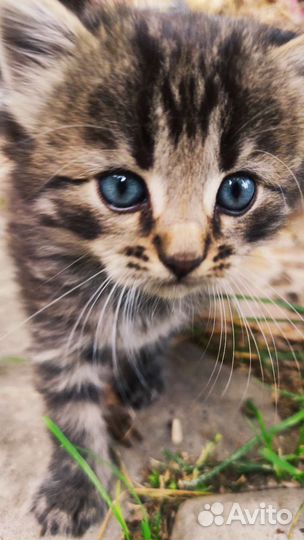 Котенок (мальчик)