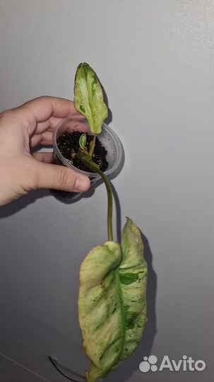 Филодендрон сциндапсус