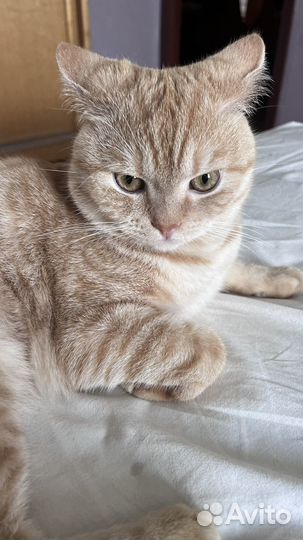 Отдам кота в добрые ручки