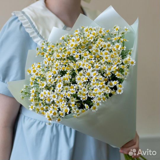 Цветы ромашки. Букеты ромашек. Ромашки. Цветы