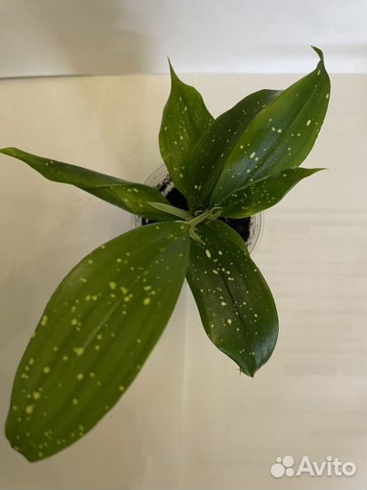 Шефлера, драцена суркулоза