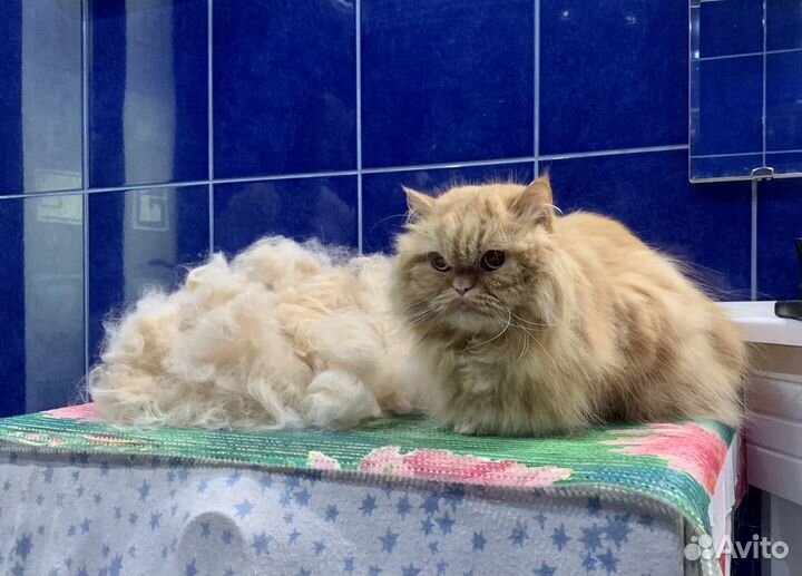 Груминг. Уход за кошками и собаками