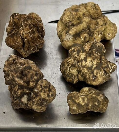 Свежий черный и белый трюфель