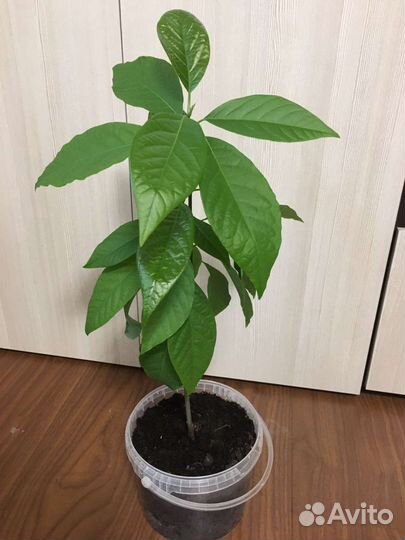 Авокадо