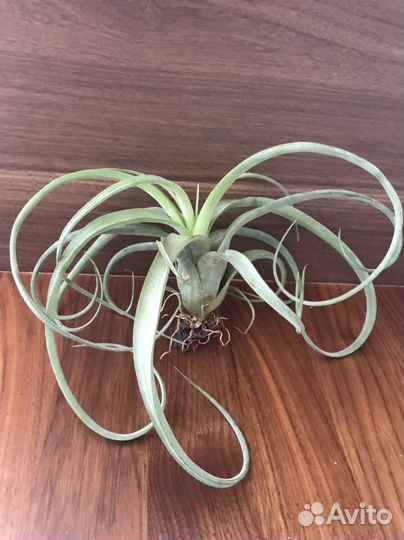 Тилландсия