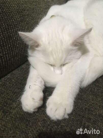 Кошка в добрые руки