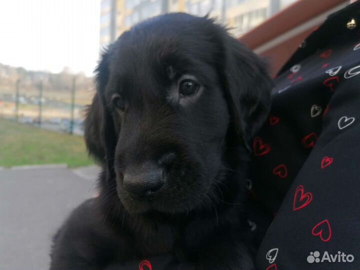 Прямошерстный ретривер