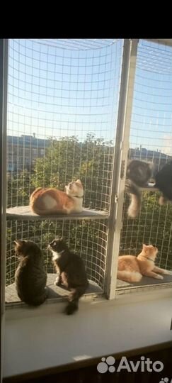 Защита для кошки