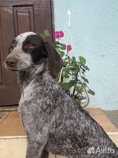 Щенки курцхара