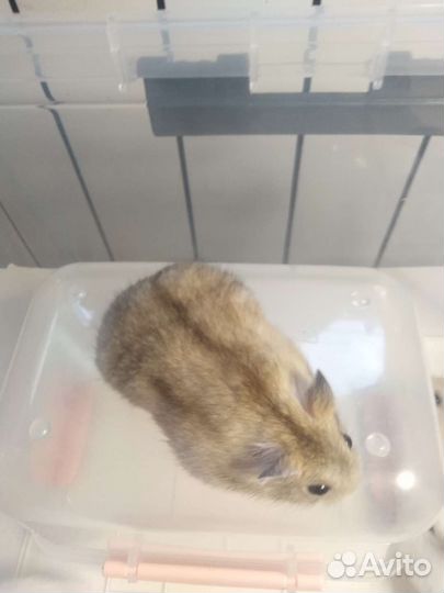 Джунгарский хомяк