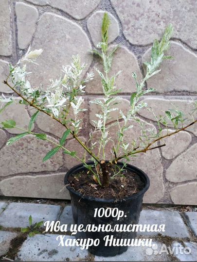 Ива цельнолистная Хакуро Нишики.Багульник