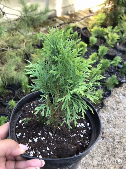 Саженцы шаровидных туй Даника,Литтл Гиант