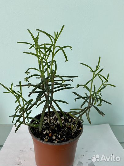 Домашние растения