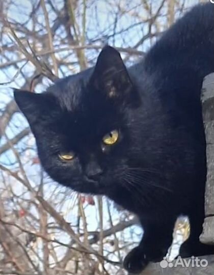 Кошка в дар