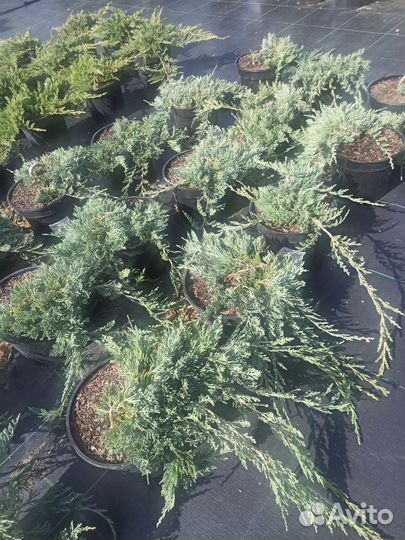 Можжевельник Вилтони С3