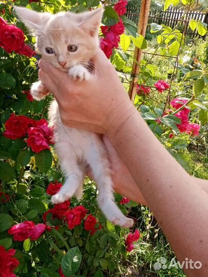 Домик для кошки бесплатно