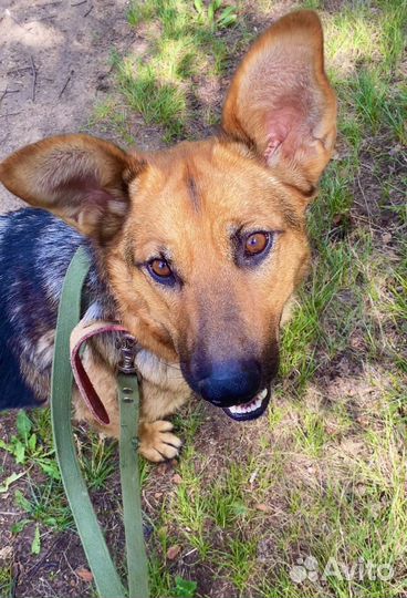 Собака в добрые руки отдам бесплатно из приюта