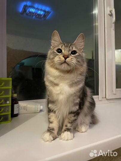 Серебряная кошечка курильский бобтейл